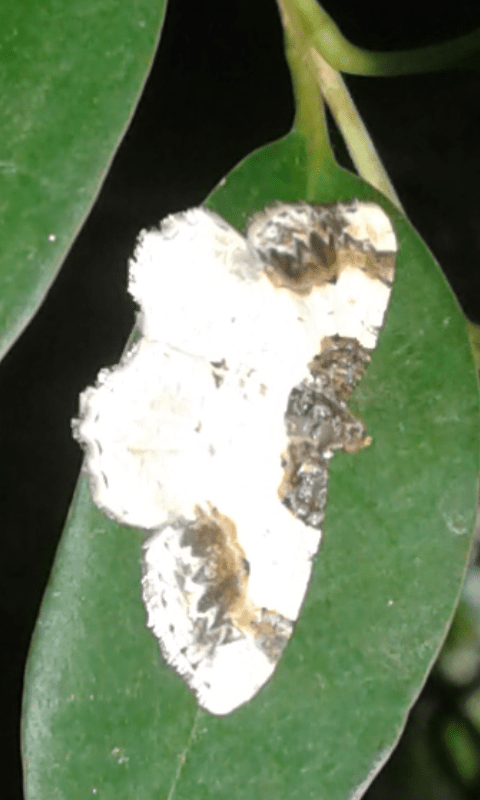 Geometridae : Ligdia adustata? S